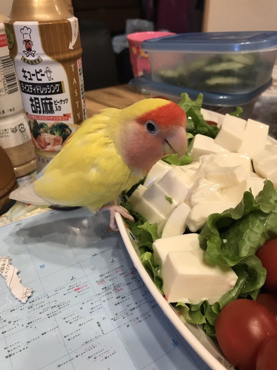 奴才：沒事，送你玩啦