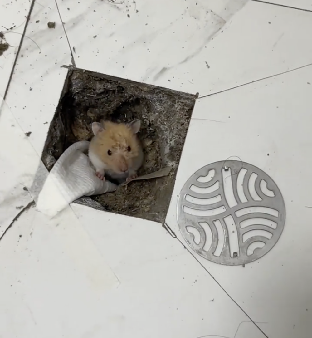 奴才：餓壞了吧