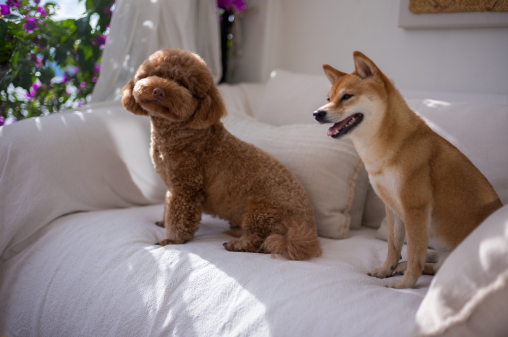 小型犬雖然比超小型犬胃容量略大，但依然偏小，因此仍需使用營養密度較高的配方。