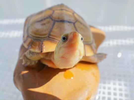 奴才：這是我對愛的表達