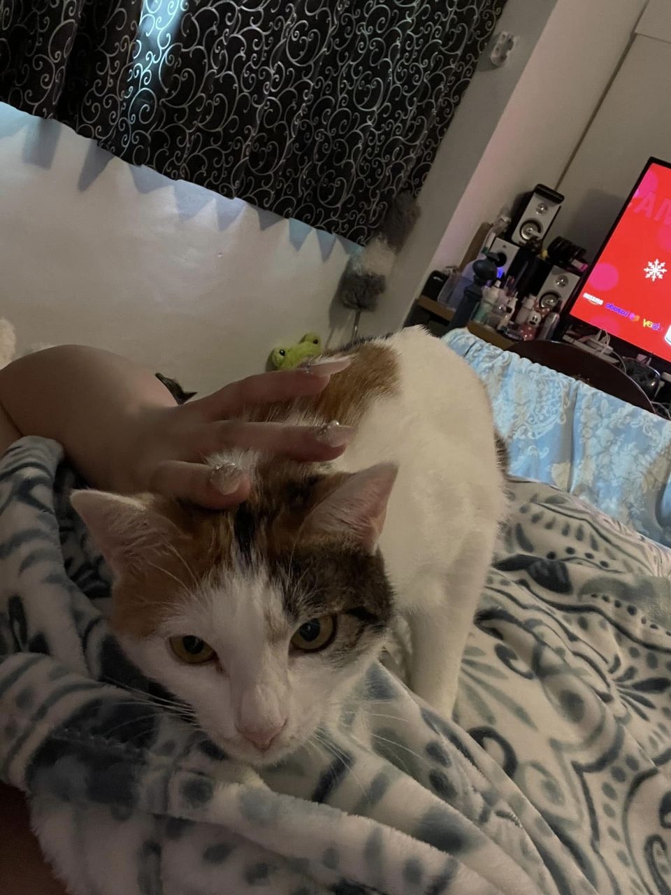 花花目前已交由醫療團隊接手。