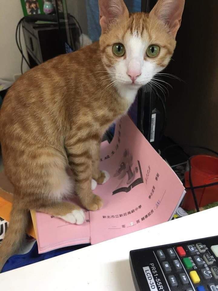 康老師友人代發出尋貓行動。