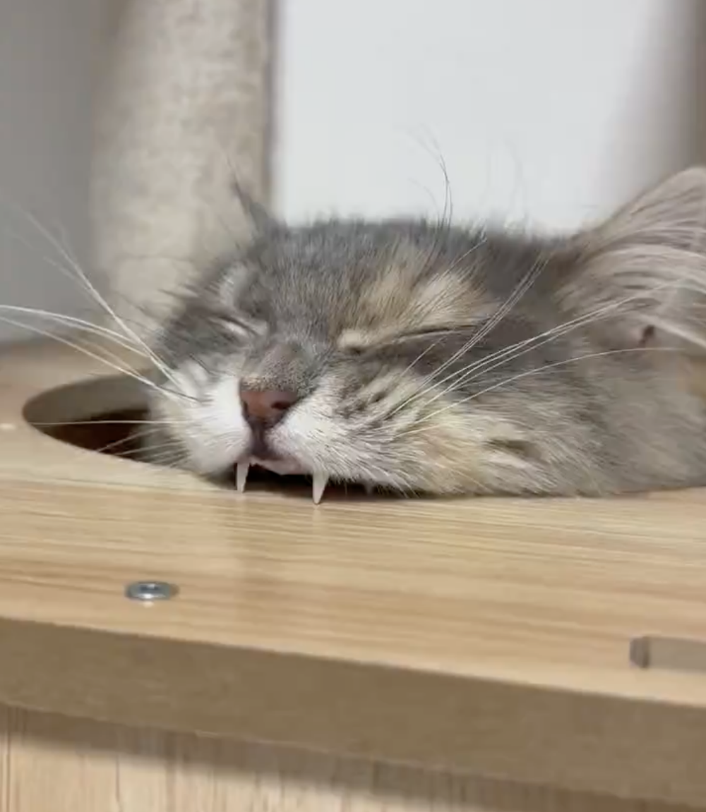 奴才：注意點力度啊