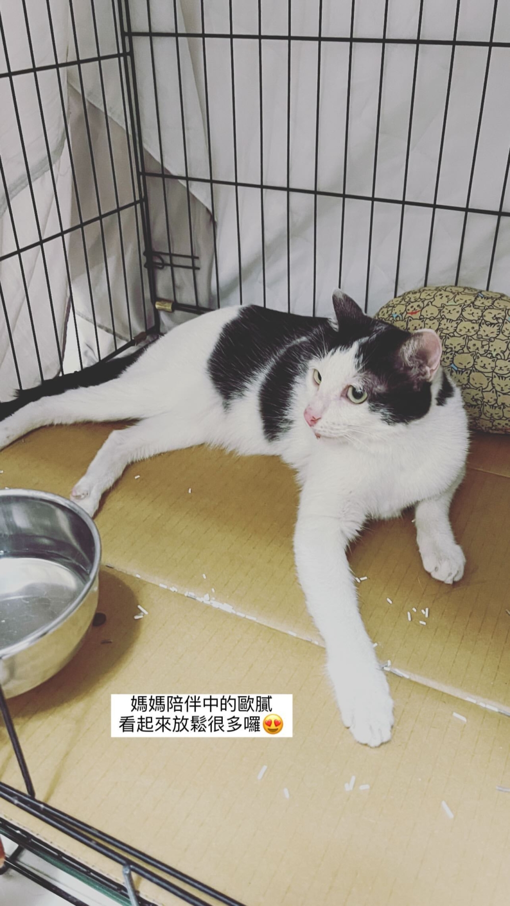 歐膩獲救後，暫時由愛媽帶回照顧。