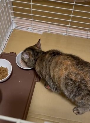 虎斑貓「妹妹」也獲救了，餓好幾天大口吃罐頭。