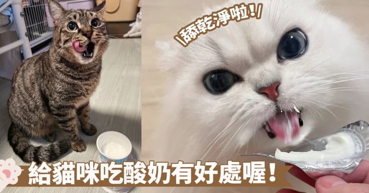 喵星人的健康養成～揭開大眾迷思！貓咪是否能夠享受美味的酸奶？