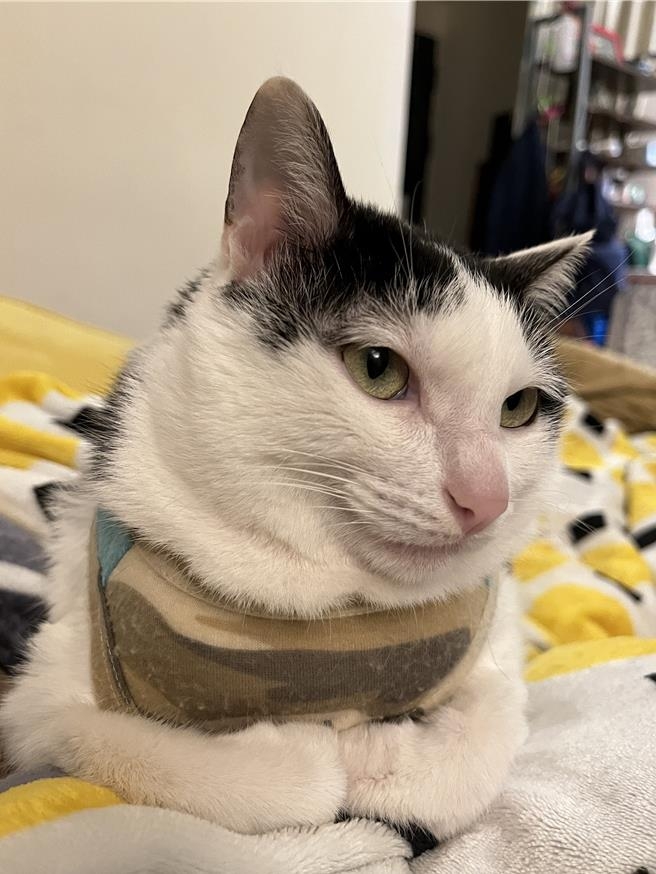 歐膩曾兩度現身，之後又消失無影。