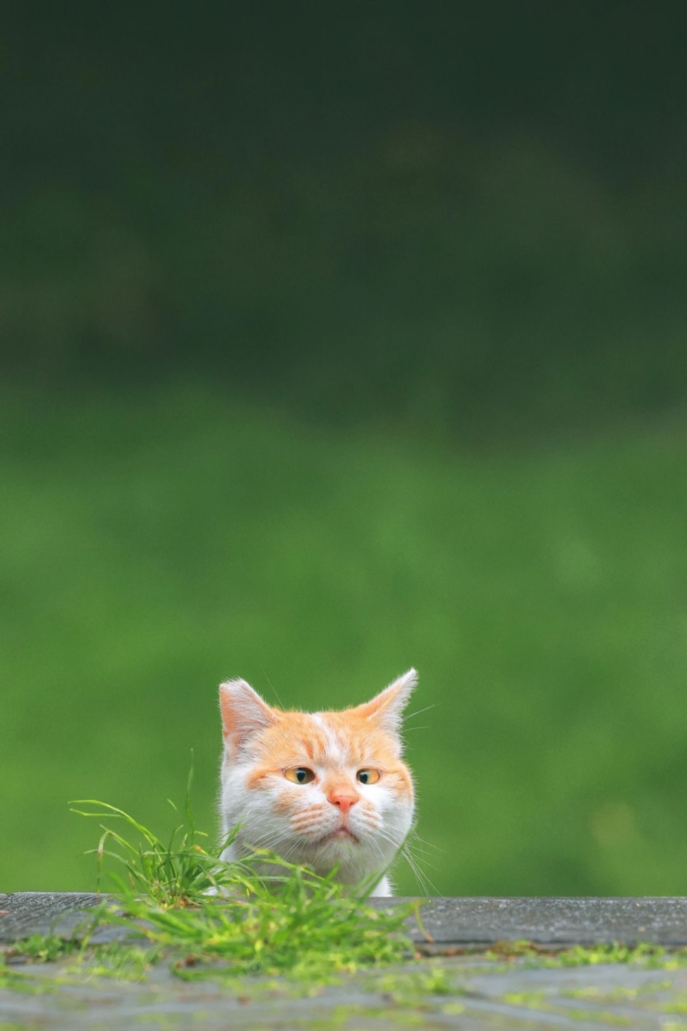 攝影師：別那麼計較啦