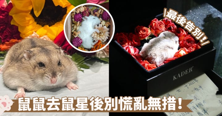 理解死亡，敬重告別！如何悼念寵物倉鼠並妥善安置牠們的遺體？