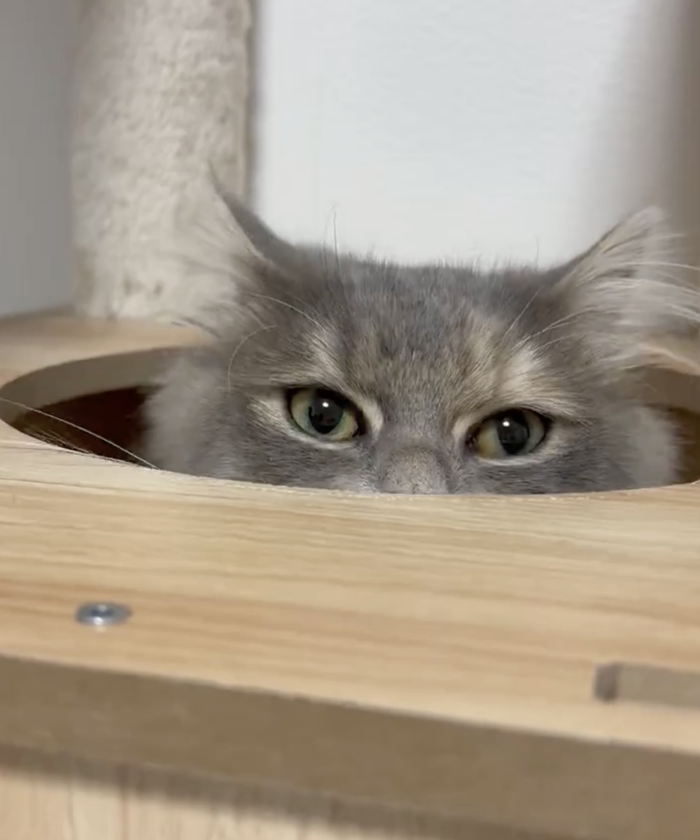 奴才：還是不太放心啦