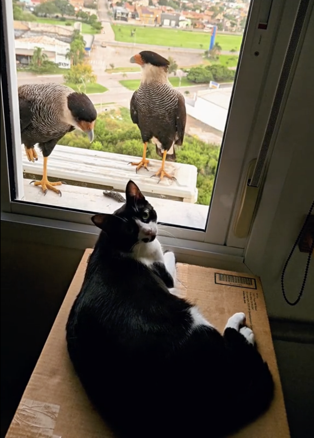 老鷹:可惡,真的拿牠沒辦法