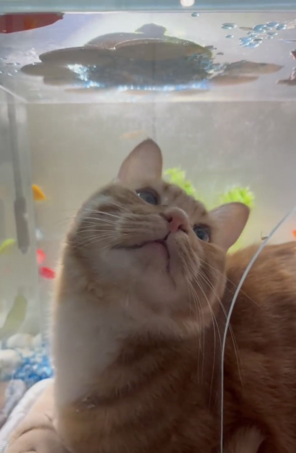 奴才：被說中了吧