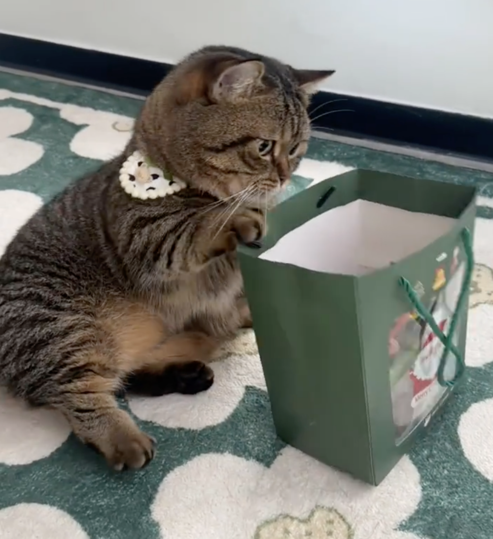 奴才：這個你不能吃喔！