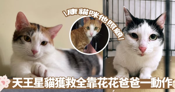 天王星貓安全回家 原來「花花」爸爸一動作救了貓咪！歐膩情況最糟糕 康貓咪由他照顧！