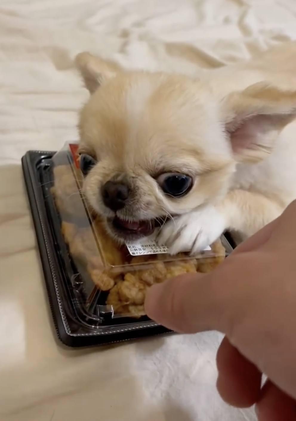 奴才：這樣我會餓肚子欸