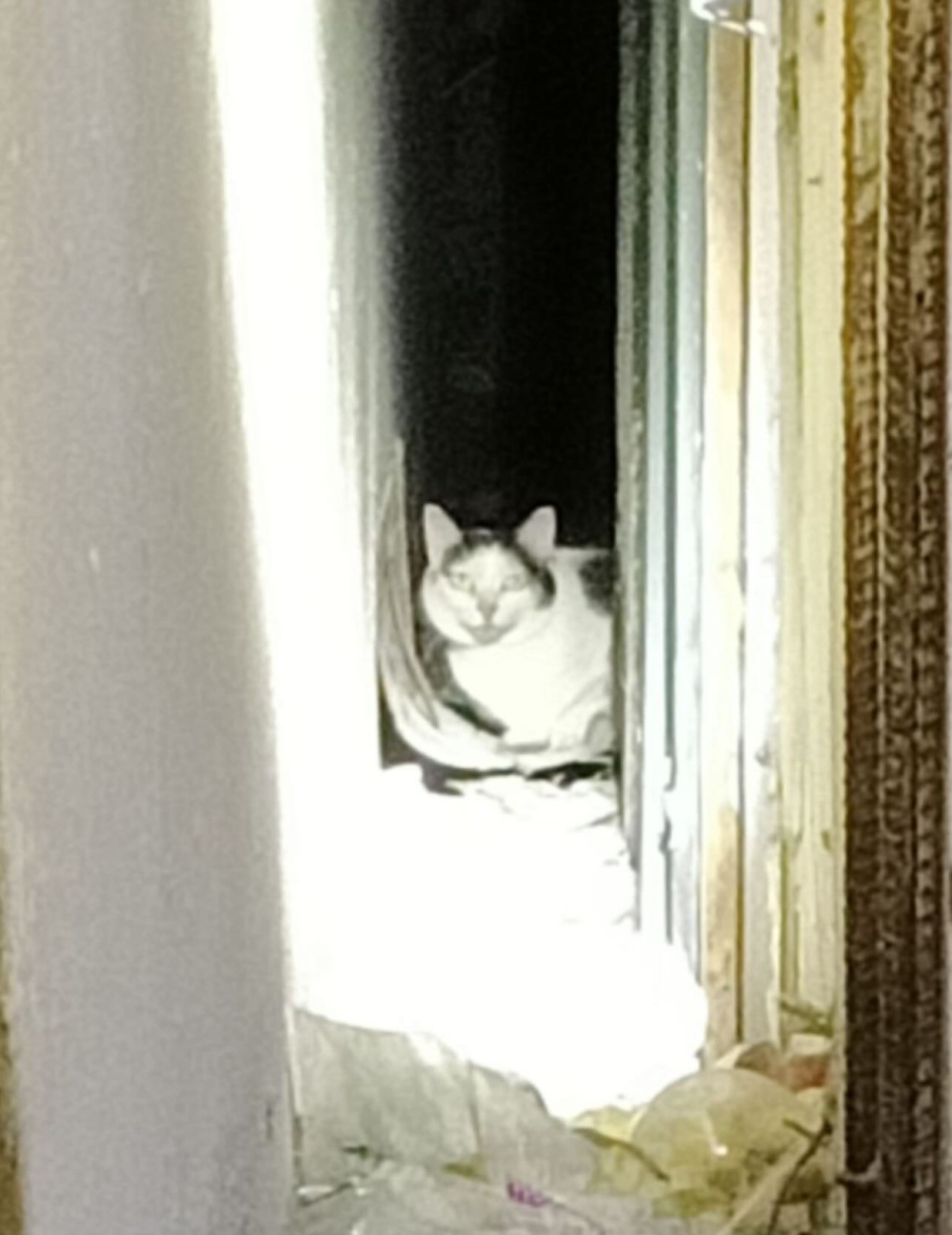 歐膩被發現躲在民宅圍牆縫隙內。