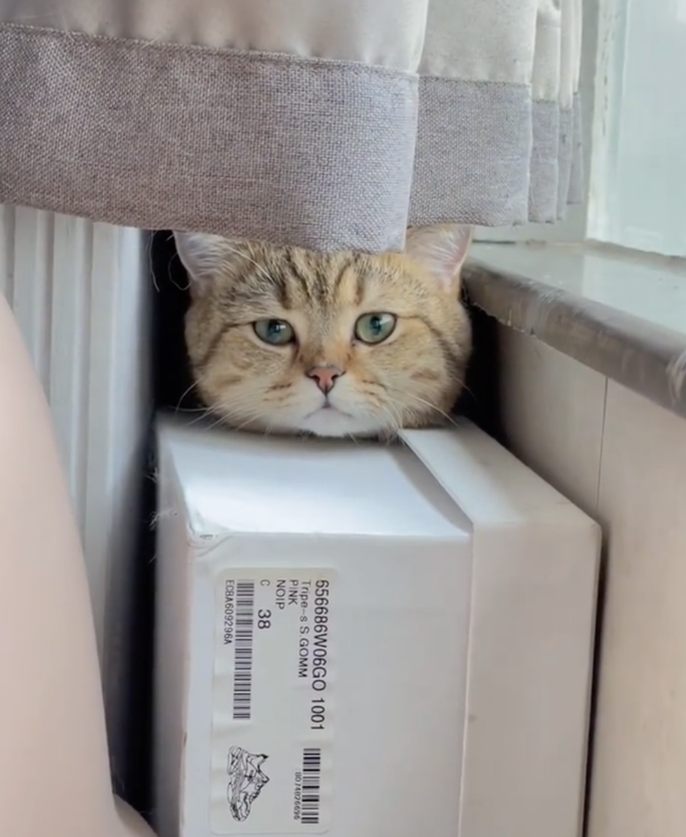 奴才：你絕對是故意的