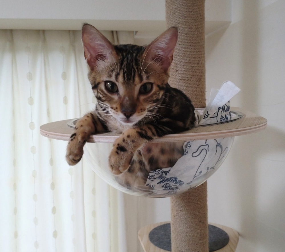 奴才:這是誇讚啦