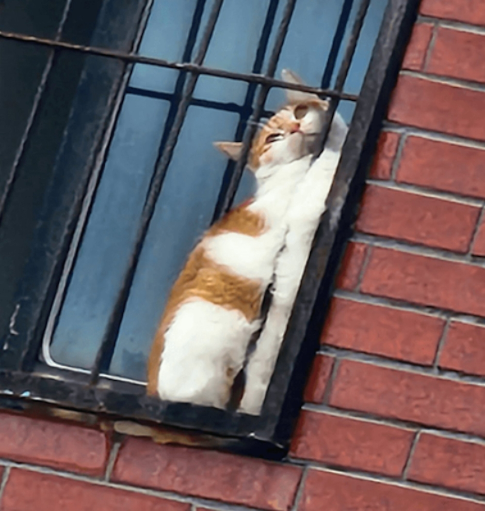 余姓住戶飼養的橘白貓「橘子」卡在7樓的窗戶上，最終獲救。