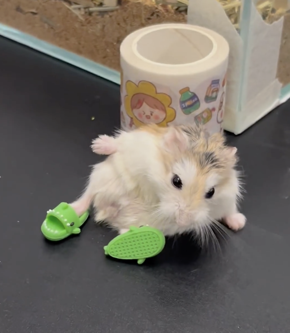 奴才：別灰心，你已經很棒了