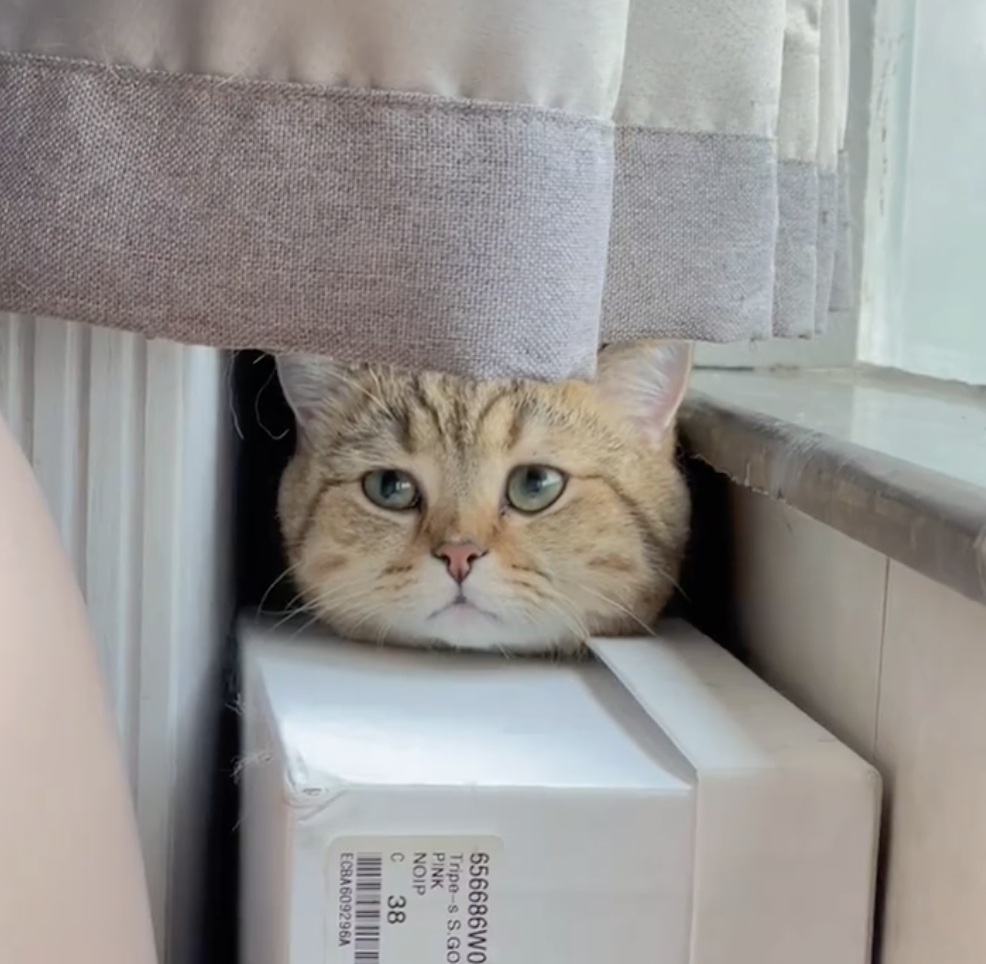 奴才：拜託別害我捏