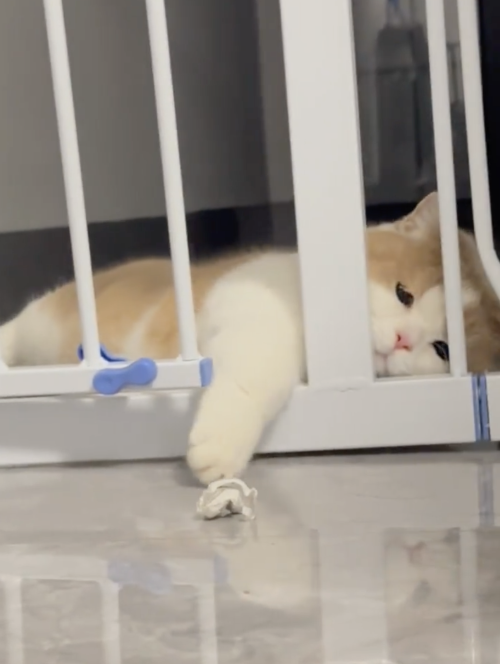 奴才：唉～真的是憨憨啊