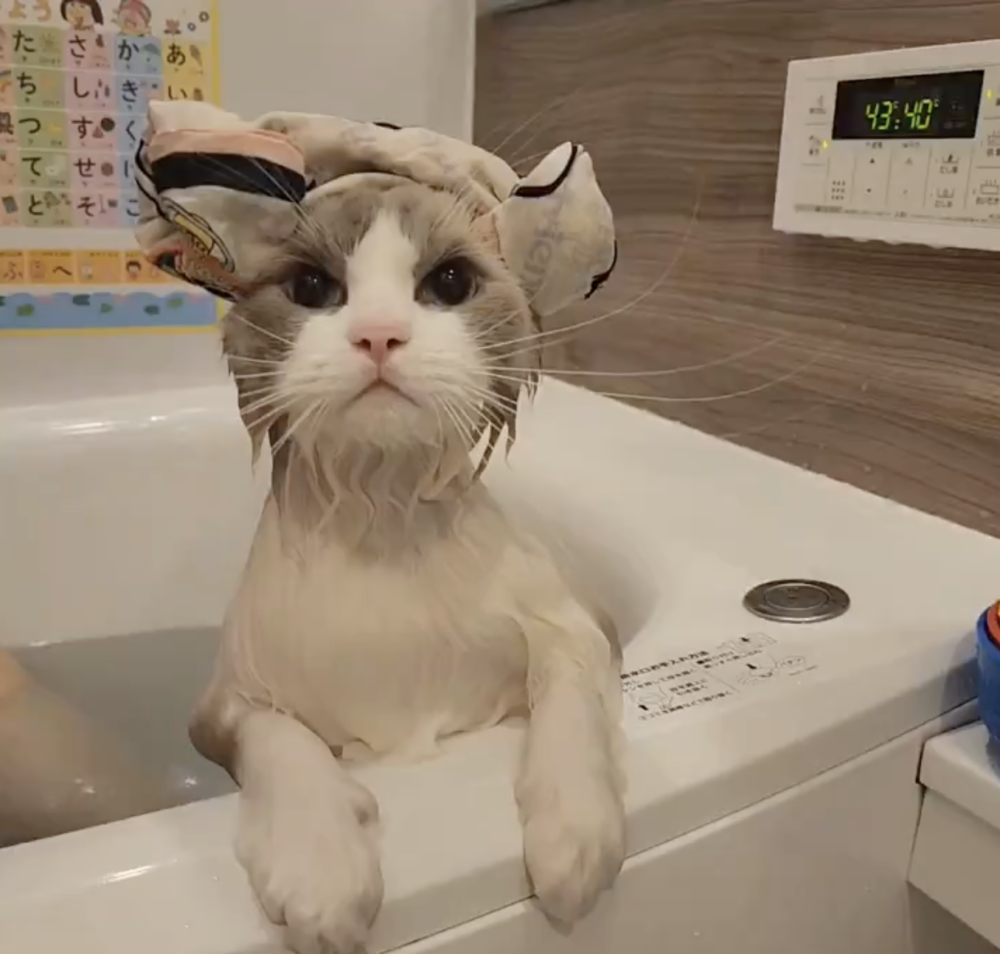 奴才：你終於不抗拒熱水囉