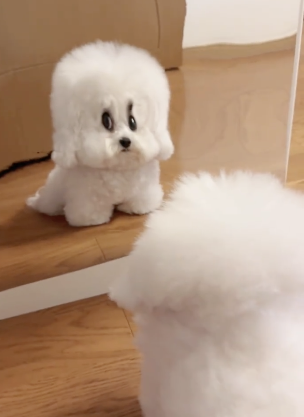 奴才：這真的是你欸