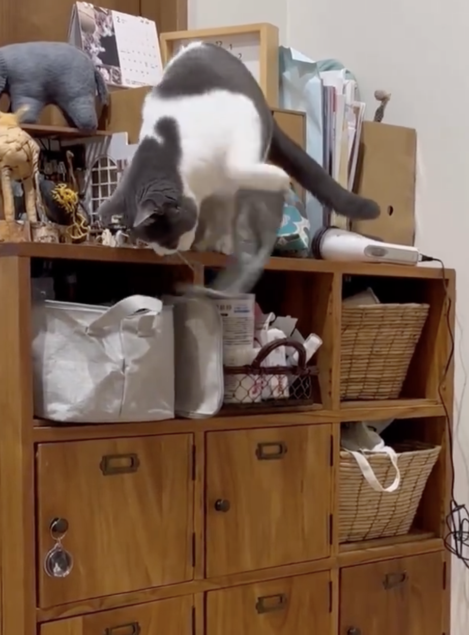 奴才：我可以幫你一起找呀