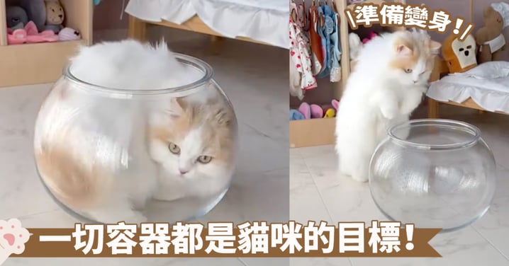 抑制不住喵喵想要變身啦！一個玻璃缸就讓貓咪有了不一樣的心思喔～
