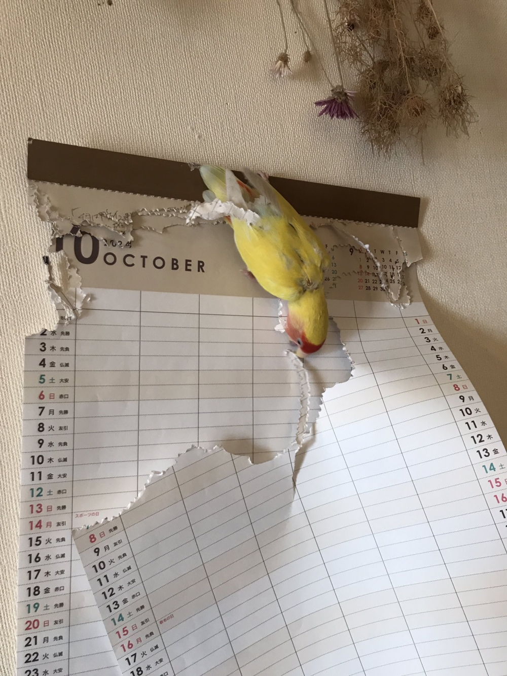 奴才：什麼好像啦