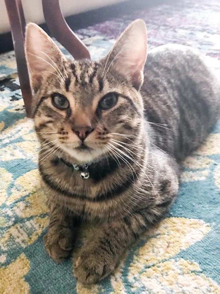 貓咪已被觀察24小時，未有中毒跡象。