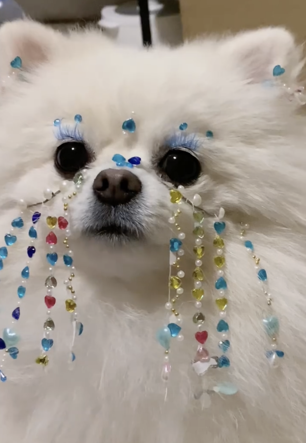 奴才：氣質很加分喔