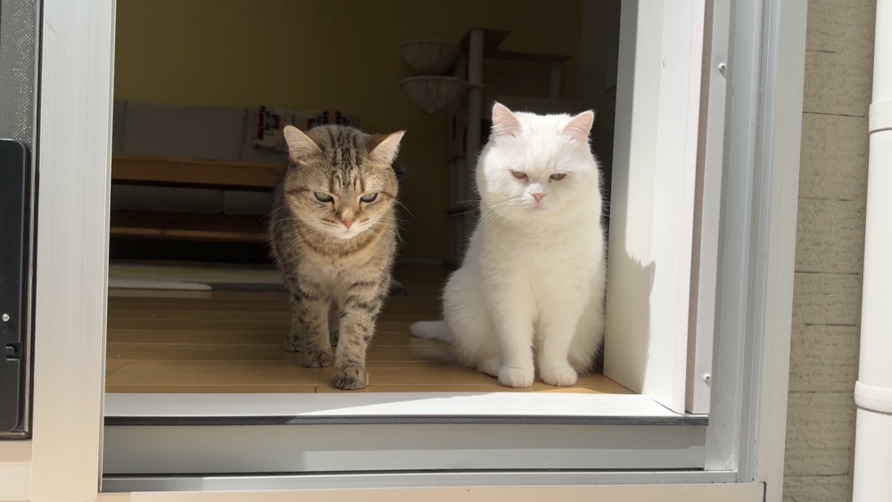 奴才：才不是啦