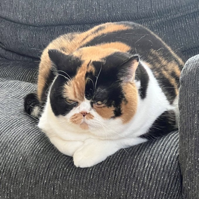 奴才：我看你就是怕打不過人家