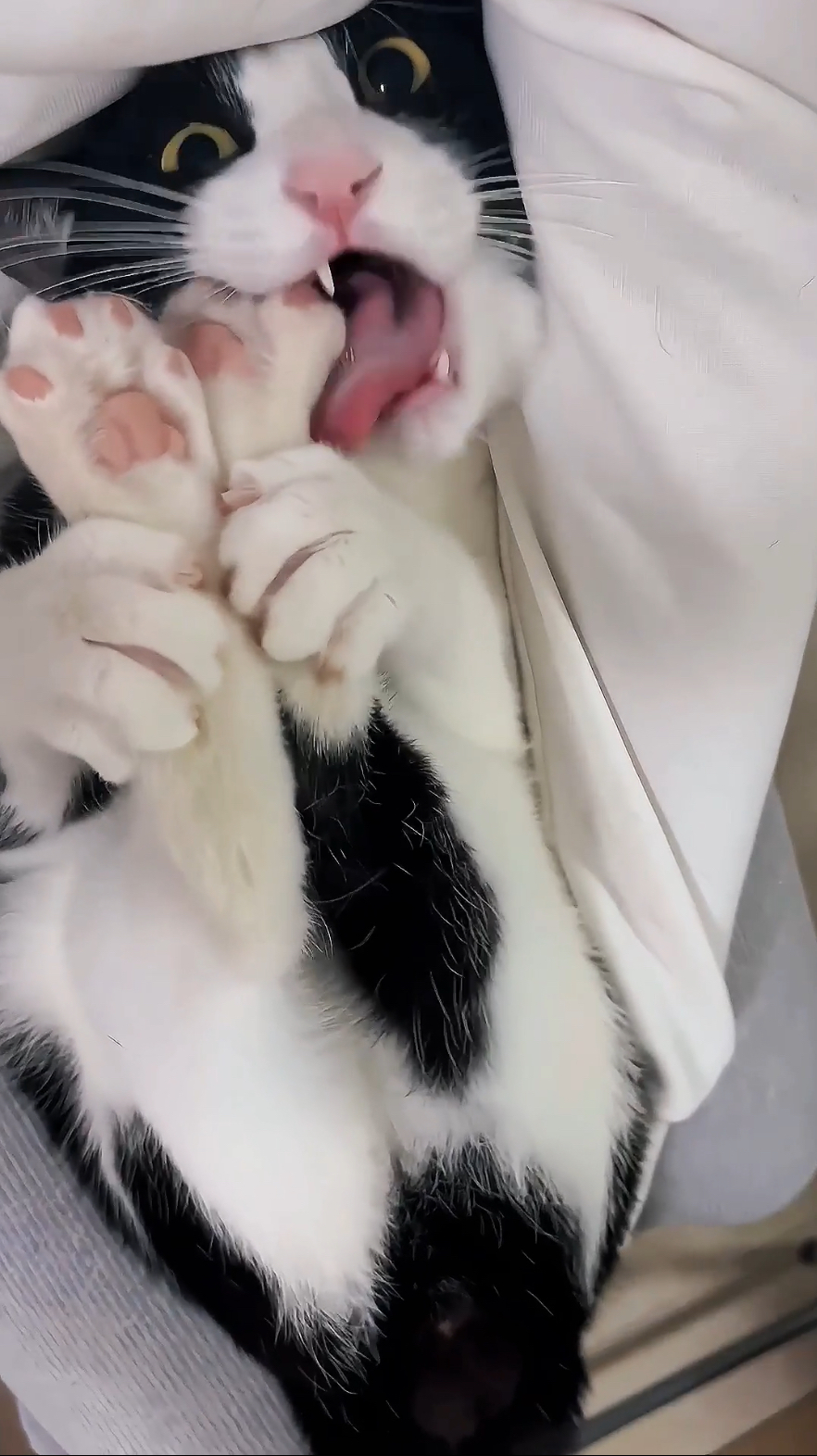 奴才：但是好像不太聰明欸