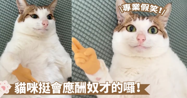 潮男pose學會了！貓咪的剪刀手手套與臉上的專業假笑超搭～網：春風得意正少年