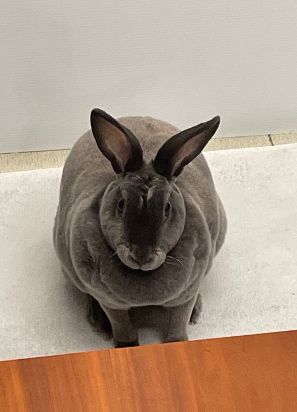 奴才：好羨慕啊