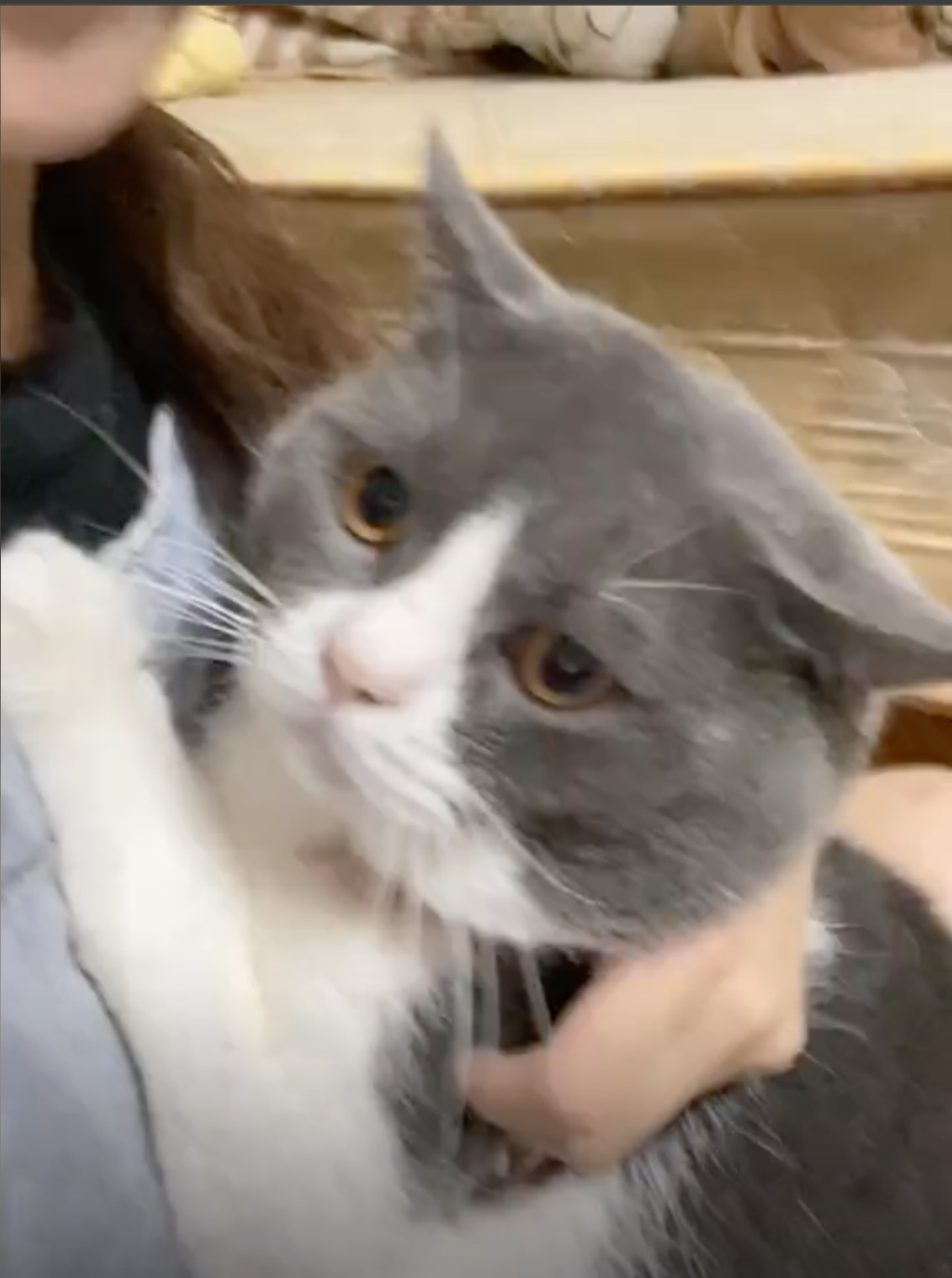 女子原本打算帶貓貓到學校飼養。