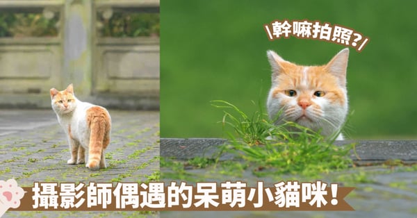 偶遇呆萌小貓咪!真的被牠的眼神逗笑了~皺眉+鬥雞眼=滿臉的疑惑喔