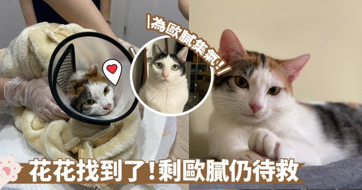 台灣地震｜8樓三花貓「花花」找到了！天王星又一貓獲救 剩歐膩還未回家