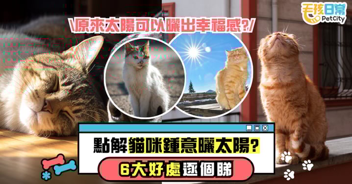 為什麼貓咪喜歡曬太陽?揭開陽光對貓咪的6大好處 原來那是牠們的幸福時光!