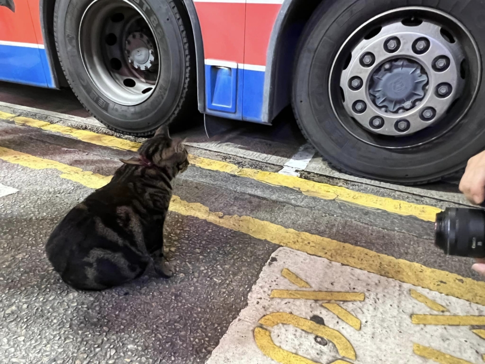 「阻生」陪乘客們一同等車，但牠從不會上車。
