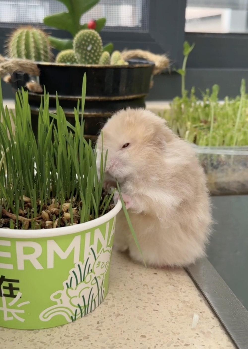 奴才：竟敢跟貓咪搶食啊