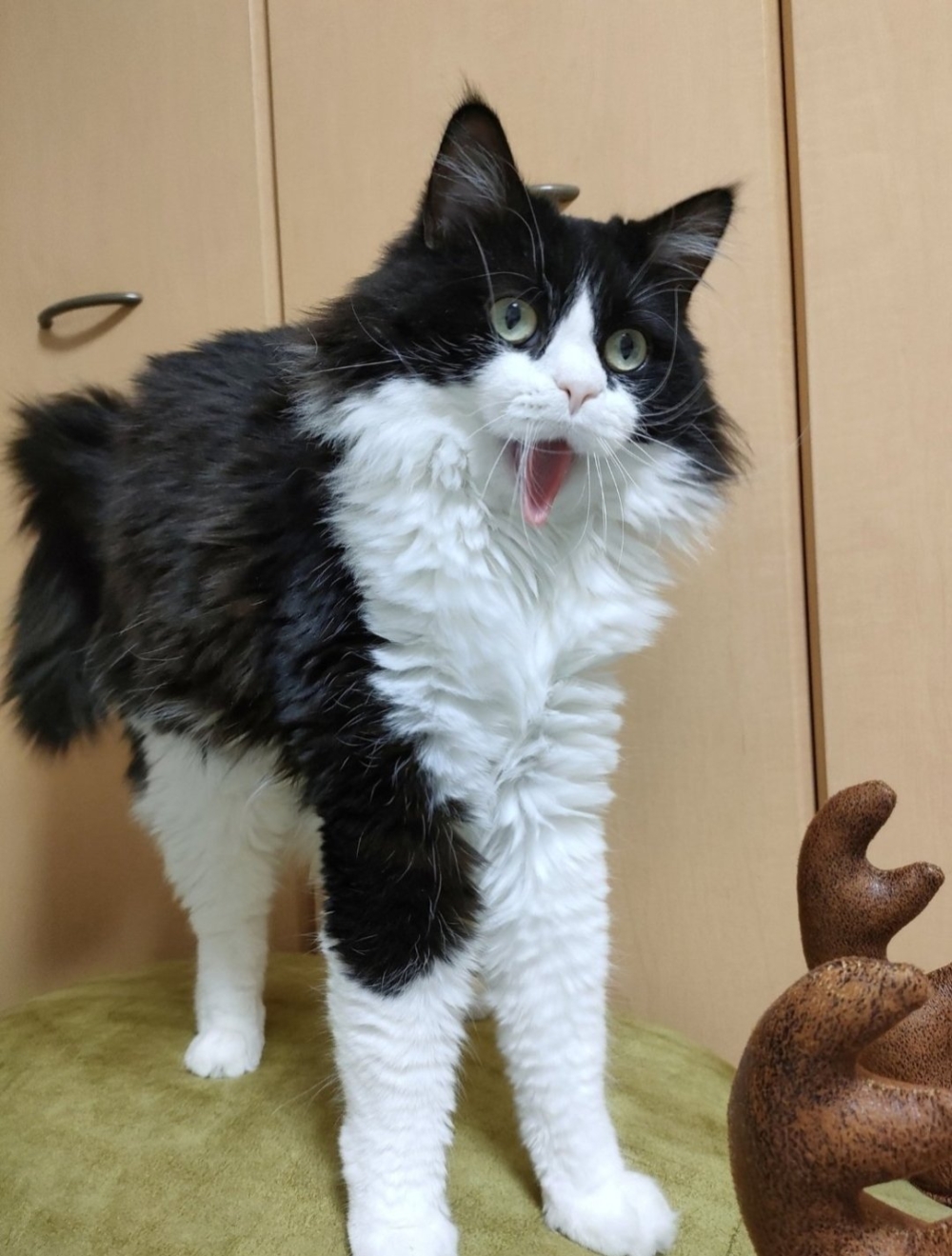 奴才：我覺得還不錯啊