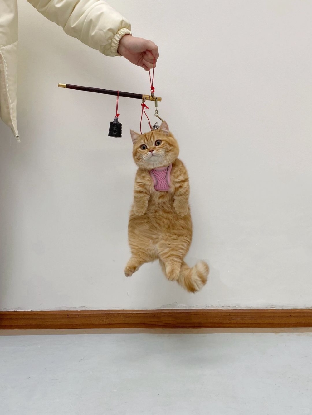 奴才：沒錯，這個時候必須有足夠的營養