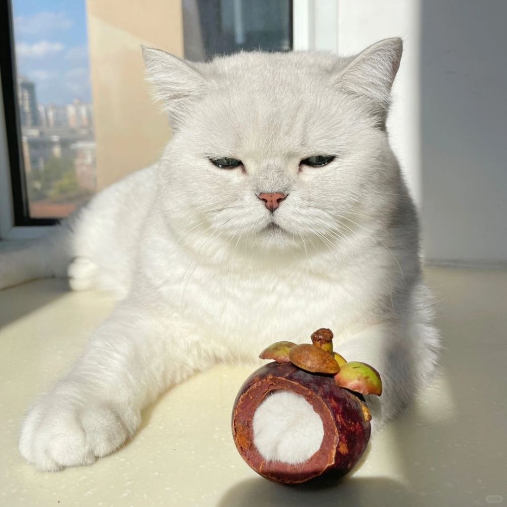 奴才:太像了吧