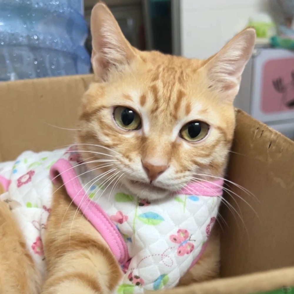 奴才：比較順手嘛