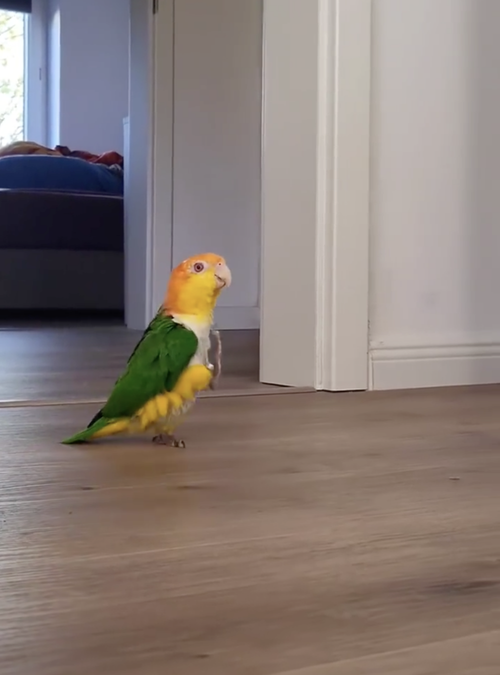 奴才：鬧鐘還沒響啦