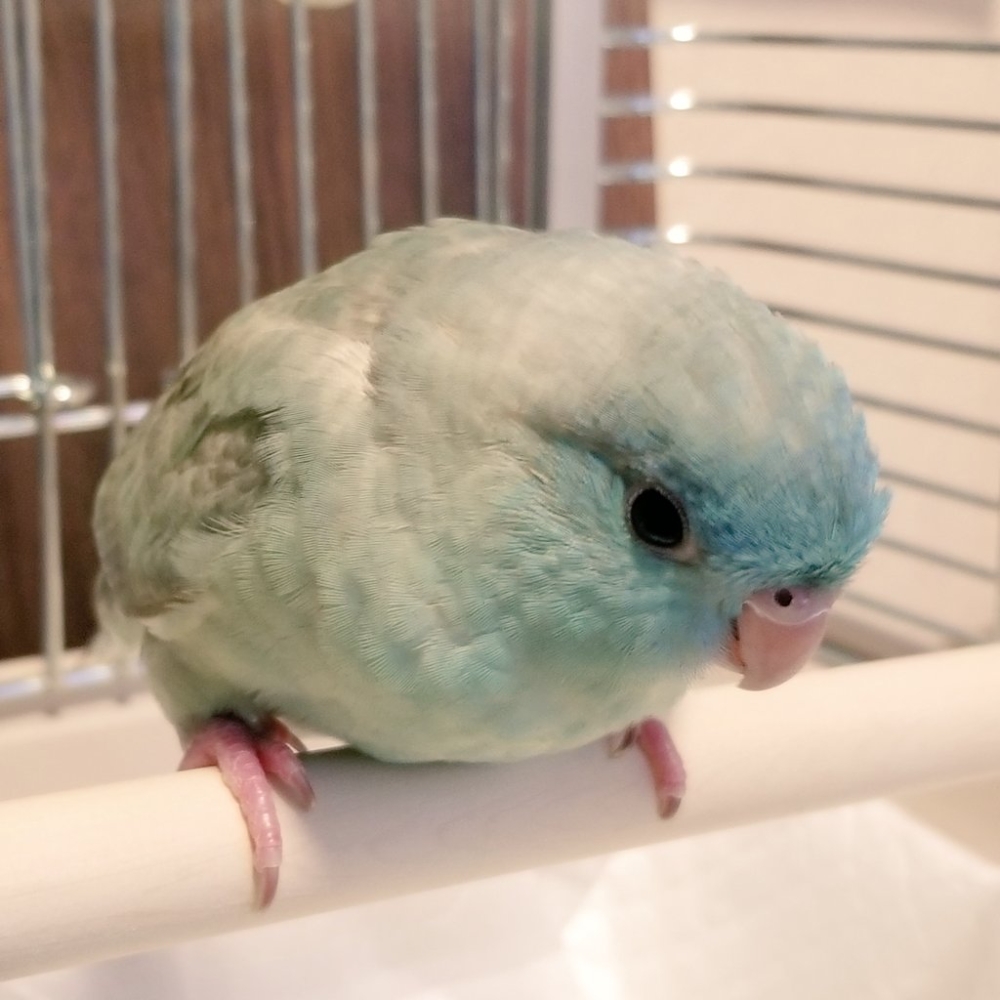 奴才：你適應得那麼好嗎